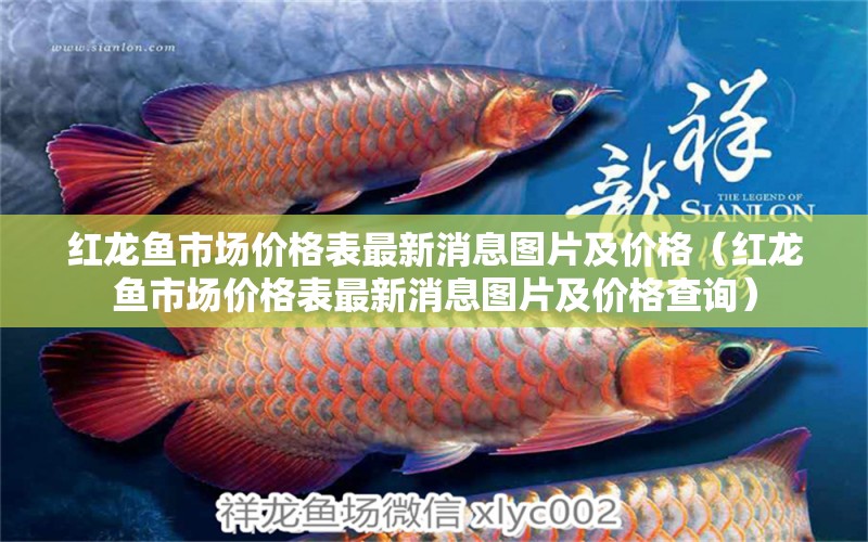 紅龍魚(yú)市場(chǎng)價(jià)格表最新消息圖片及價(jià)格（紅龍魚(yú)市場(chǎng)價(jià)格表最新消息圖片及價(jià)格查詢） 龍魚(yú)百科