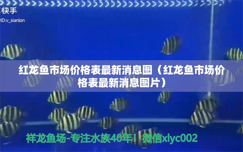 紅龍魚市場(chǎng)價(jià)格表最新消息圖（紅龍魚市場(chǎng)價(jià)格表最新消息圖片）