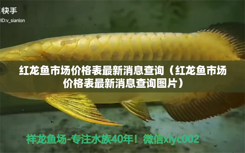 紅龍魚市場(chǎng)價(jià)格表最新消息查詢（紅龍魚市場(chǎng)價(jià)格表最新消息查詢圖片） 龍魚百科