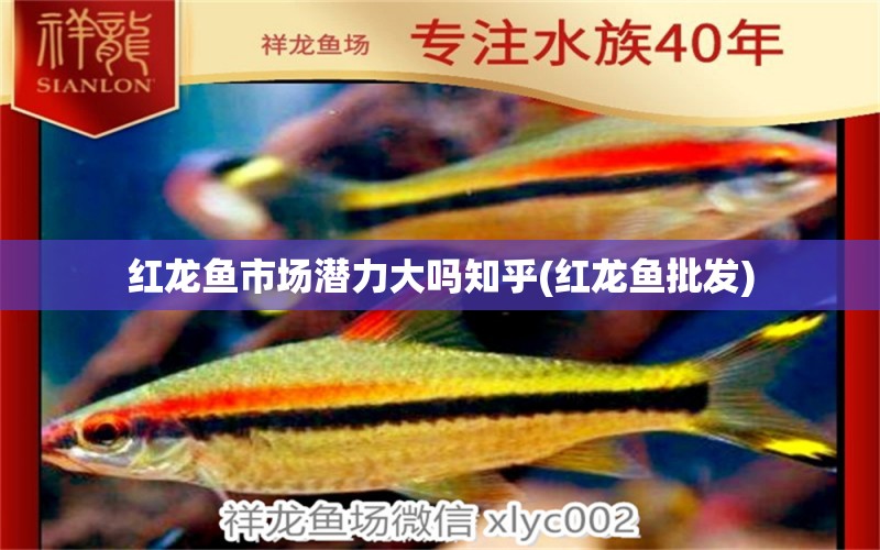 紅龍魚市場(chǎng)潛力大嗎知乎(紅龍魚批發(fā)) 龍魚批發(fā)