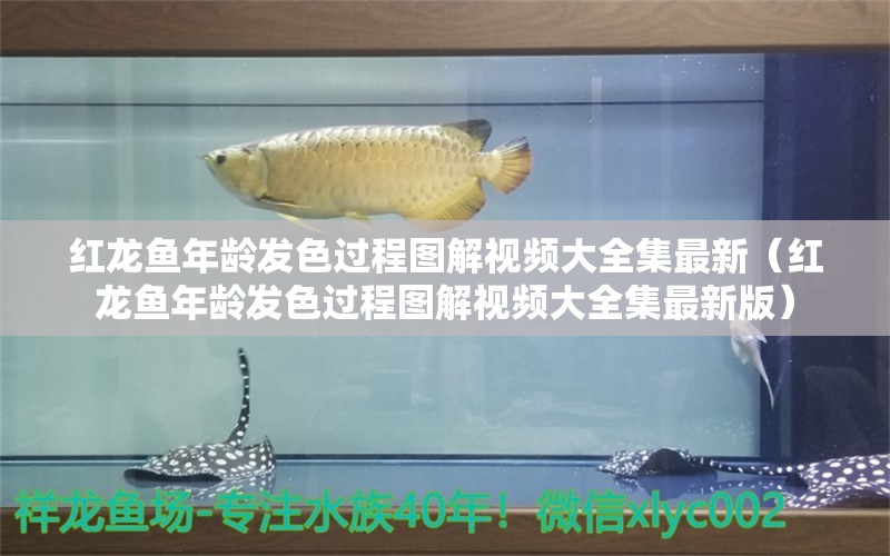 紅龍魚年齡發(fā)色過程圖解視頻大全集最新（紅龍魚年齡發(fā)色過程圖解視頻大全集最新版）