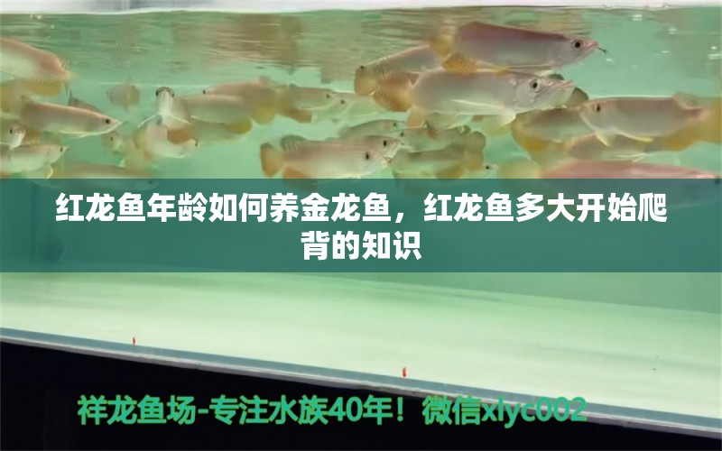 紅龍魚年齡如何養(yǎng)金龍魚，紅龍魚多大開始爬背的知識