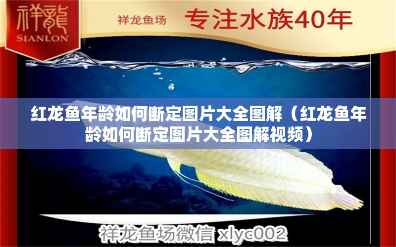 紅龍魚年齡如何斷定圖片大全圖解（紅龍魚年齡如何斷定圖片大全圖解視頻）