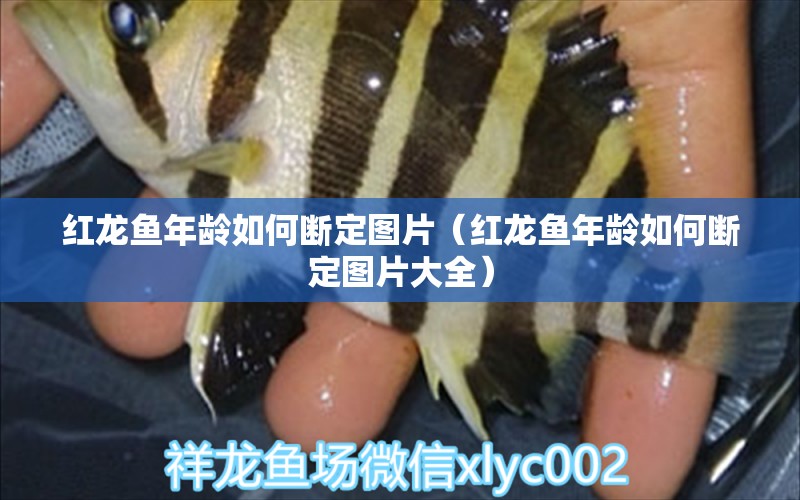 紅龍魚年齡如何斷定圖片（紅龍魚年齡如何斷定圖片大全）