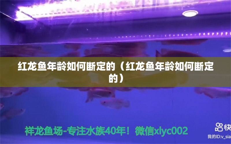 紅龍魚年齡如何斷定的（紅龍魚年齡如何斷定的） 印尼紅龍魚