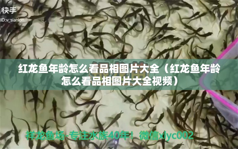 紅龍魚年齡怎么看品相圖片大全（紅龍魚年齡怎么看品相圖片大全視頻）