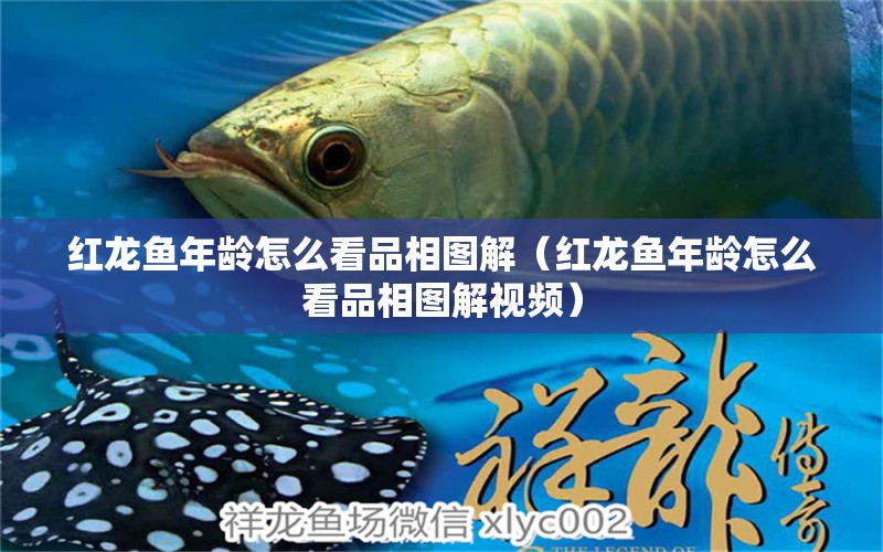 紅龍魚年齡怎么看品相圖解（紅龍魚年齡怎么看品相圖解視頻）