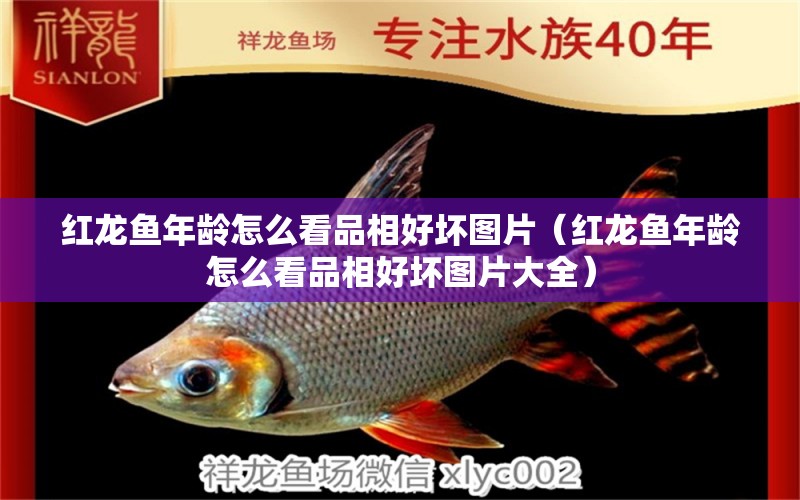 紅龍魚年齡怎么看品相好壞圖片（紅龍魚年齡怎么看品相好壞圖片大全） 龍魚百科