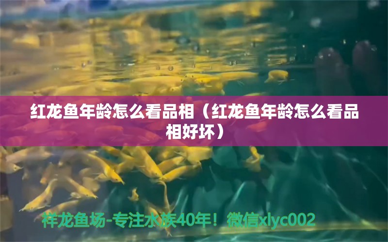 紅龍魚年齡怎么看品相（紅龍魚年齡怎么看品相好壞）