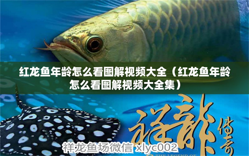 紅龍魚年齡怎么看圖解視頻大全（紅龍魚年齡怎么看圖解視頻大全集）