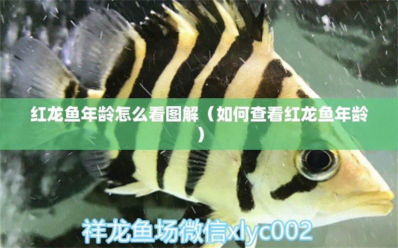 紅龍魚年齡怎么看圖解（如何查看紅龍魚年齡） 水族問答 第1張