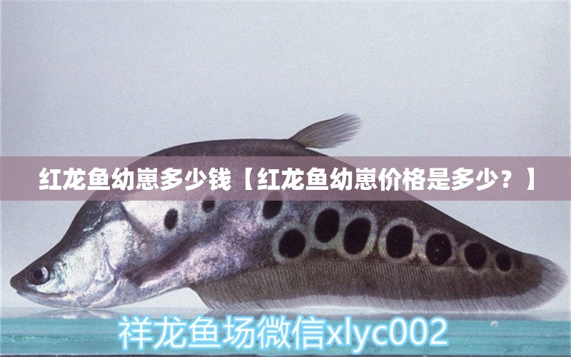 紅龍魚幼崽多少錢【紅龍魚幼崽價格是多少？】 水族問答 第2張