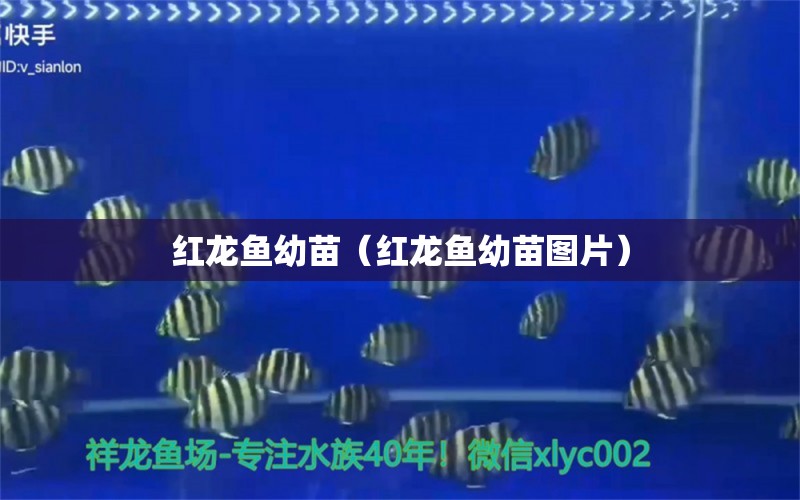 紅龍魚幼苗（紅龍魚幼苗圖片）