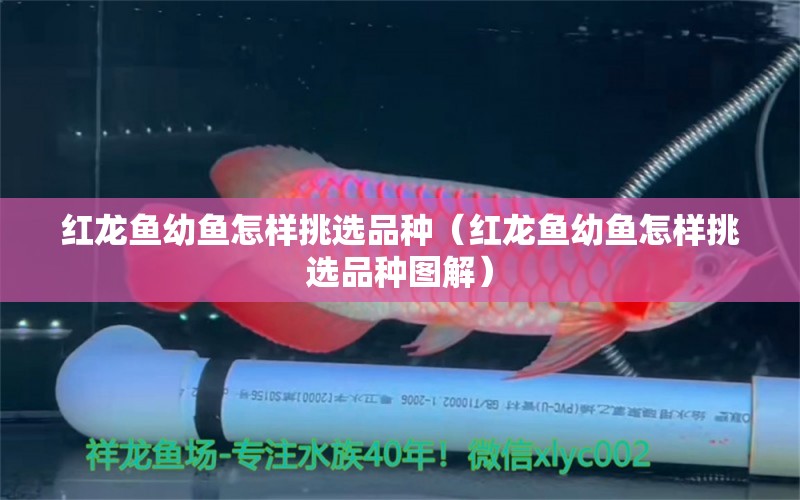 紅龍魚幼魚怎樣挑選品種（紅龍魚幼魚怎樣挑選品種圖解） 印尼紅龍魚