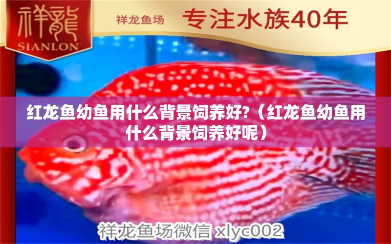 紅龍魚幼魚用什么背景飼養(yǎng)好?（紅龍魚幼魚用什么背景飼養(yǎng)好呢）