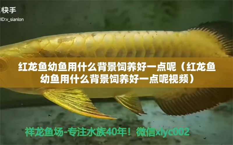 紅龍魚幼魚用什么背景飼養(yǎng)好一點(diǎn)呢（紅龍魚幼魚用什么背景飼養(yǎng)好一點(diǎn)呢視頻）