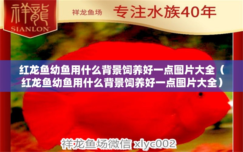 紅龍魚(yú)幼魚(yú)用什么背景飼養(yǎng)好一點(diǎn)圖片大全（紅龍魚(yú)幼魚(yú)用什么背景飼養(yǎng)好一點(diǎn)圖片大全）