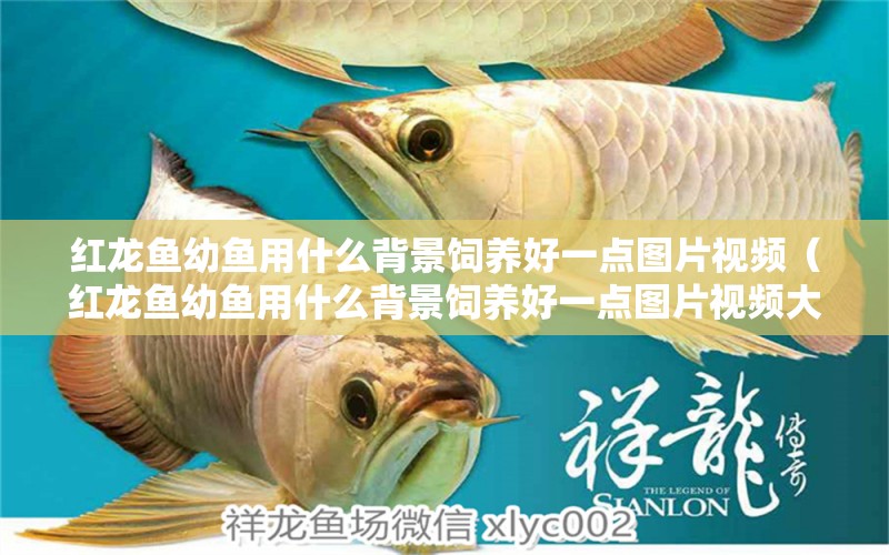 紅龍魚(yú)幼魚(yú)用什么背景飼養(yǎng)好一點(diǎn)圖片視頻（紅龍魚(yú)幼魚(yú)用什么背景飼養(yǎng)好一點(diǎn)圖片視頻大全）