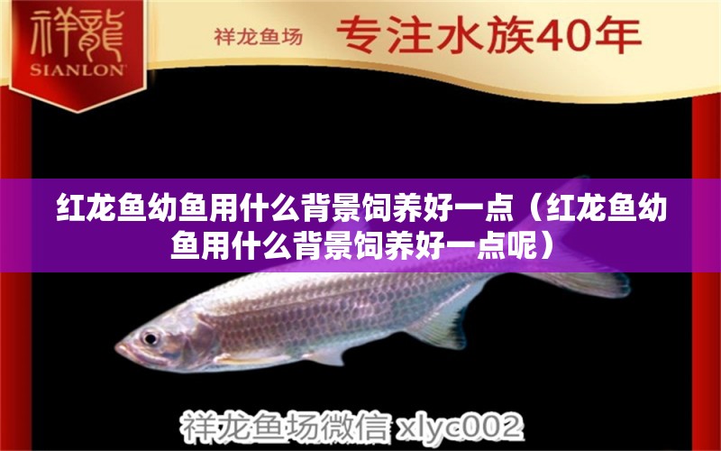 紅龍魚幼魚用什么背景飼養(yǎng)好一點(diǎn)（紅龍魚幼魚用什么背景飼養(yǎng)好一點(diǎn)呢）