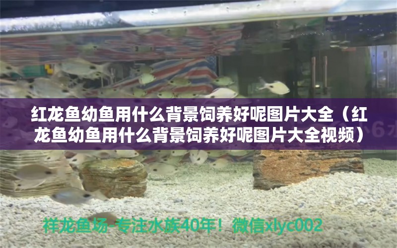 紅龍魚幼魚用什么背景飼養(yǎng)好呢圖片大全（紅龍魚幼魚用什么背景飼養(yǎng)好呢圖片大全視頻）