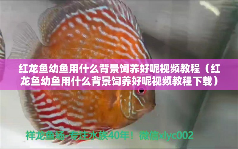 紅龍魚幼魚用什么背景飼養(yǎng)好呢視頻教程（紅龍魚幼魚用什么背景飼養(yǎng)好呢視頻教程下載）