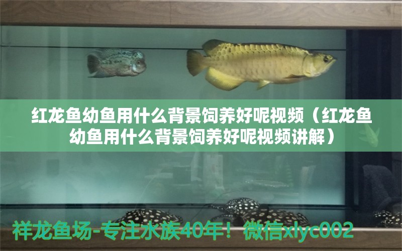 紅龍魚幼魚用什么背景飼養(yǎng)好呢視頻（紅龍魚幼魚用什么背景飼養(yǎng)好呢視頻講解）