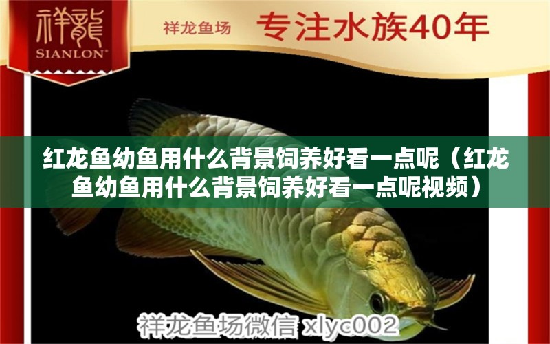 紅龍魚幼魚用什么背景飼養(yǎng)好看一點(diǎn)呢（紅龍魚幼魚用什么背景飼養(yǎng)好看一點(diǎn)呢視頻）