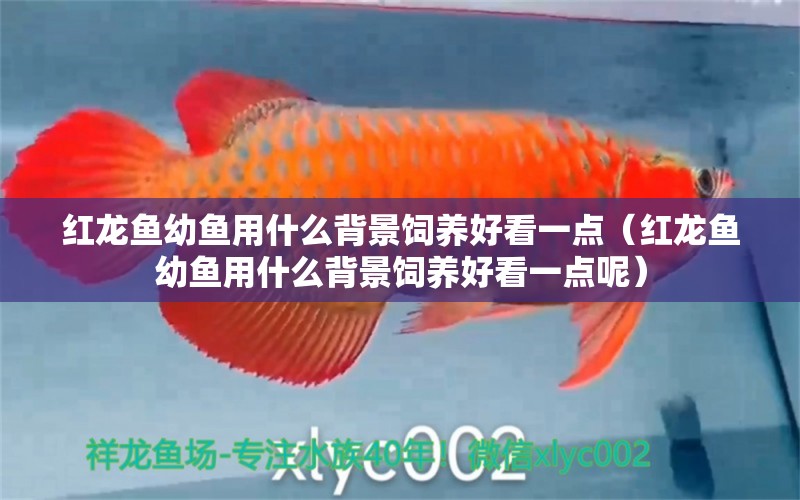 紅龍魚幼魚用什么背景飼養(yǎng)好看一點(diǎn)（紅龍魚幼魚用什么背景飼養(yǎng)好看一點(diǎn)呢）