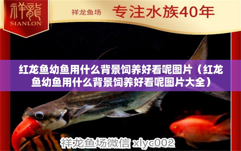 紅龍魚幼魚用什么背景飼養(yǎng)好看呢圖片（紅龍魚幼魚用什么背景飼養(yǎng)好看呢圖片大全）