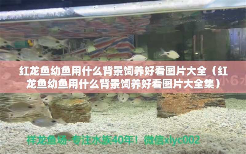 紅龍魚幼魚用什么背景飼養(yǎng)好看圖片大全（紅龍魚幼魚用什么背景飼養(yǎng)好看圖片大全集）