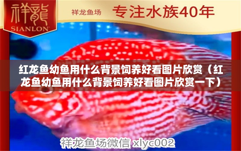 紅龍魚幼魚用什么背景飼養(yǎng)好看圖片欣賞（紅龍魚幼魚用什么背景飼養(yǎng)好看圖片欣賞一下）