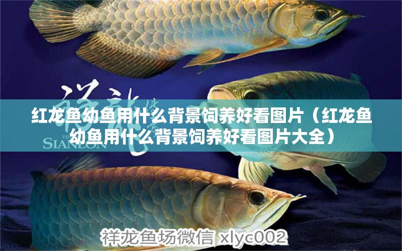 紅龍魚幼魚用什么背景飼養(yǎng)好看圖片（紅龍魚幼魚用什么背景飼養(yǎng)好看圖片大全）