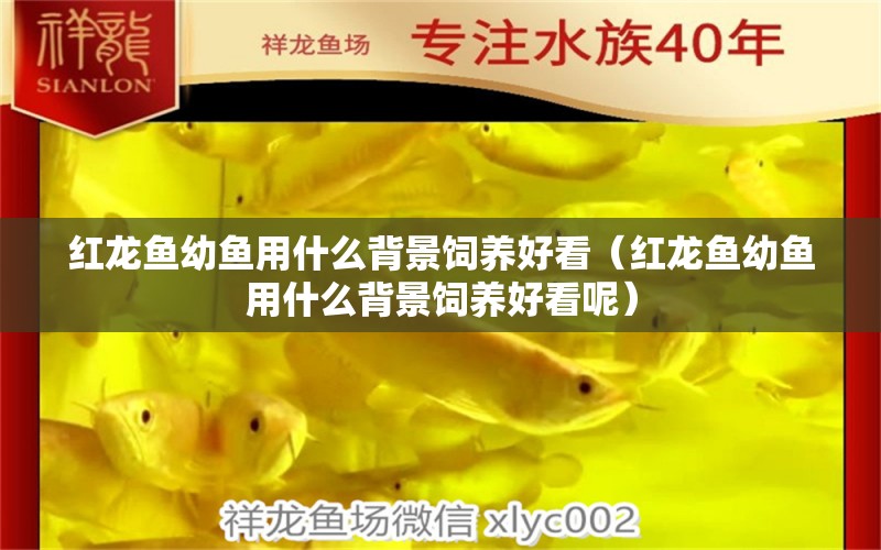 紅龍魚幼魚用什么背景飼養(yǎng)好看（紅龍魚幼魚用什么背景飼養(yǎng)好看呢）