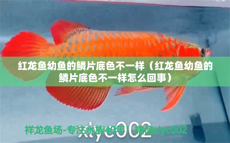 紅龍魚幼魚的鱗片底色不一樣（紅龍魚幼魚的鱗片底色不一樣怎么回事）