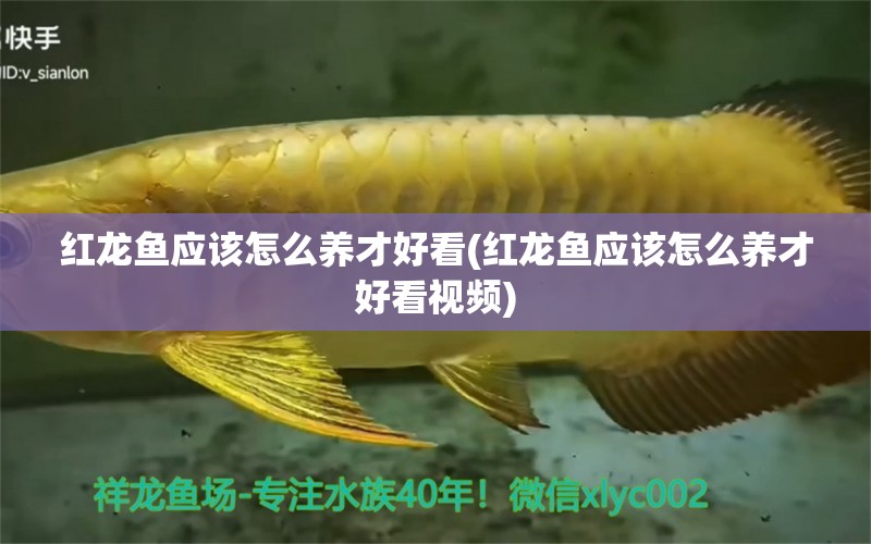 紅龍魚應(yīng)該怎么養(yǎng)才好看(紅龍魚應(yīng)該怎么養(yǎng)才好看視頻) 野生地圖魚