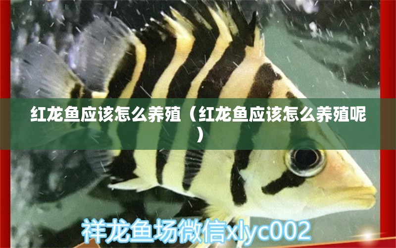 紅龍魚應該怎么養(yǎng)殖（紅龍魚應該怎么養(yǎng)殖呢）