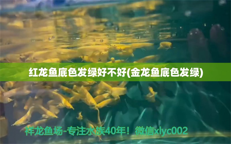 紅龍魚底色發(fā)綠好不好(金龍魚底色發(fā)綠) 黑金魟魚 第1張