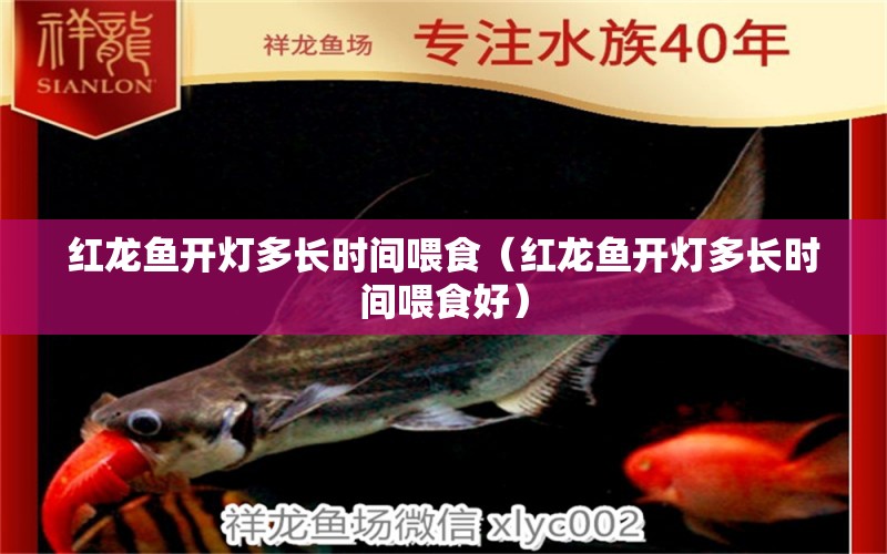 紅龍魚開燈多長時間喂食（紅龍魚開燈多長時間喂食好）