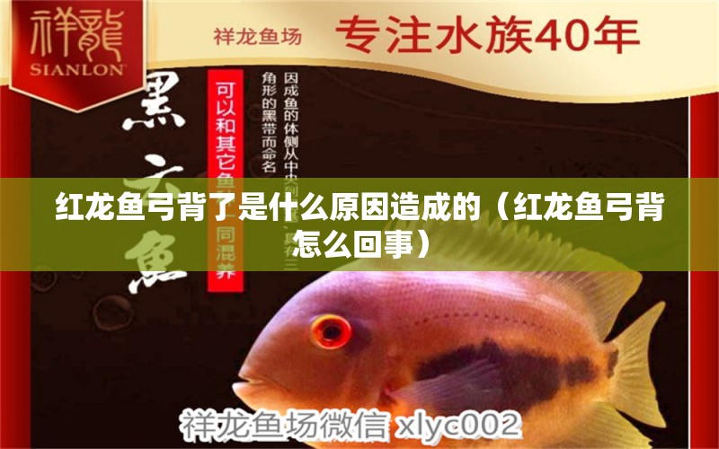 紅龍魚弓背了是什么原因造成的（紅龍魚弓背怎么回事） 白子銀版魚苗