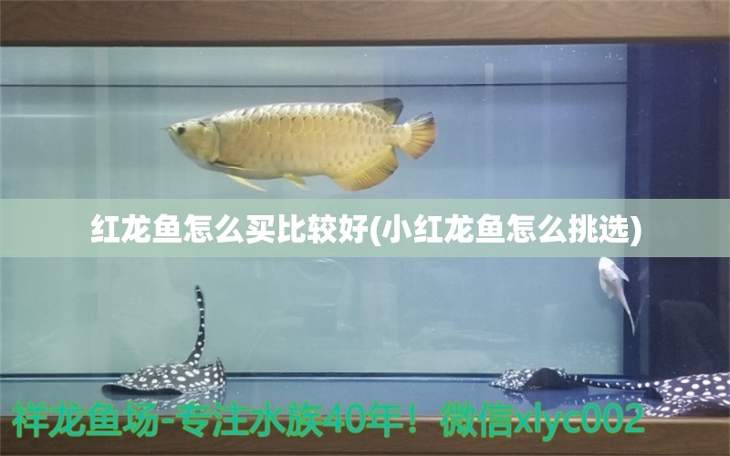 紅龍魚怎么買比較好(小紅龍魚怎么挑選) 觀賞魚魚苗