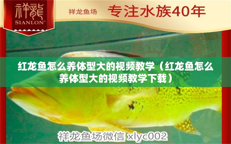 紅龍魚怎么養(yǎng)體型大的視頻教學(xué)（紅龍魚怎么養(yǎng)體型大的視頻教學(xué)下載）