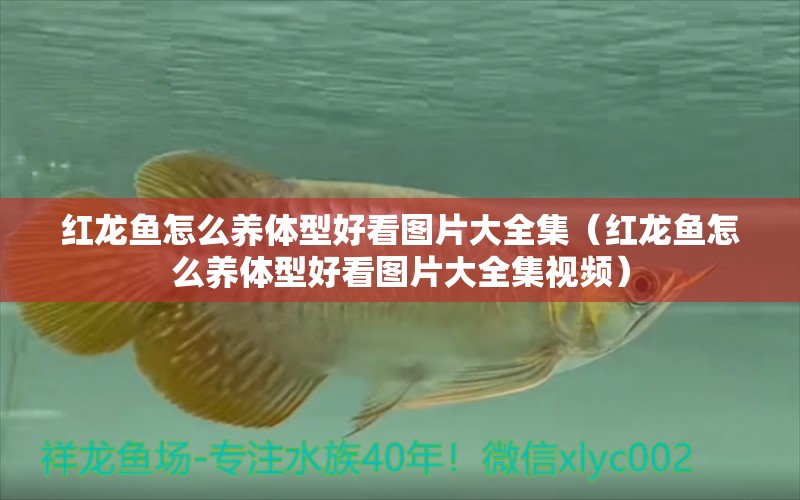 紅龍魚怎么養(yǎng)體型好看圖片大全集（紅龍魚怎么養(yǎng)體型好看圖片大全集視頻） 龍魚百科