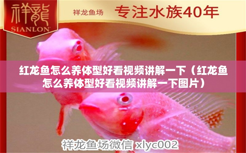 紅龍魚怎么養(yǎng)體型好看視頻講解一下（紅龍魚怎么養(yǎng)體型好看視頻講解一下圖片） 龍魚百科