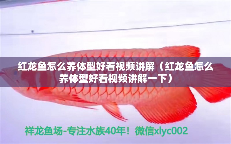 紅龍魚怎么養(yǎng)體型好看視頻講解（紅龍魚怎么養(yǎng)體型好看視頻講解一下）