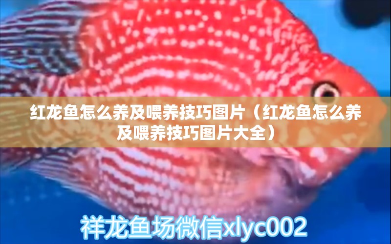 紅龍魚怎么養(yǎng)及喂養(yǎng)技巧圖片（紅龍魚怎么養(yǎng)及喂養(yǎng)技巧圖片大全） 印尼紅龍魚