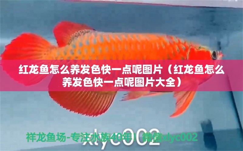 紅龍魚怎么養(yǎng)發(fā)色快一點呢圖片（紅龍魚怎么養(yǎng)發(fā)色快一點呢圖片大全）