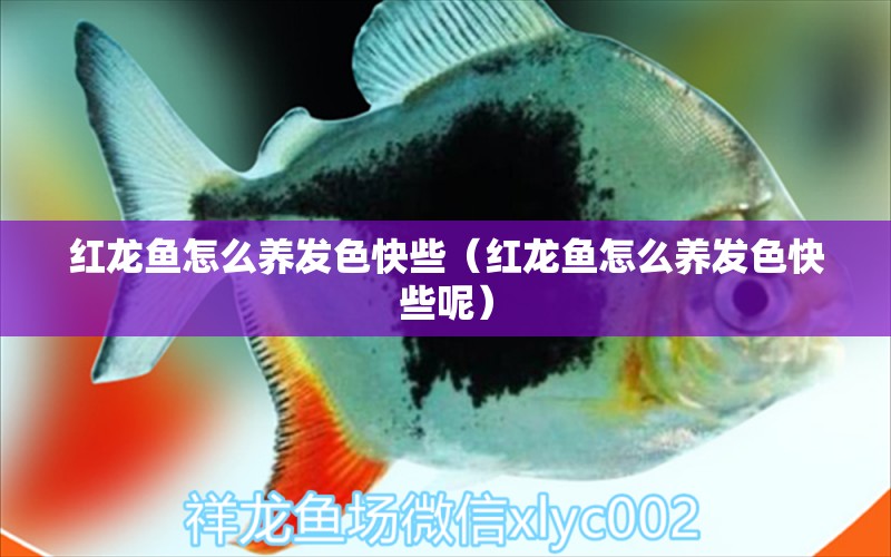 紅龍魚怎么養(yǎng)發(fā)色快些（紅龍魚怎么養(yǎng)發(fā)色快些呢）