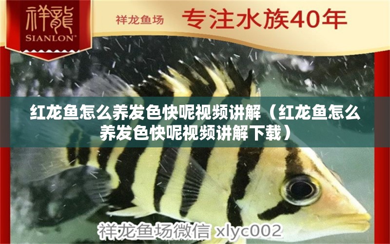 紅龍魚怎么養(yǎng)發(fā)色快呢視頻講解（紅龍魚怎么養(yǎng)發(fā)色快呢視頻講解下載）