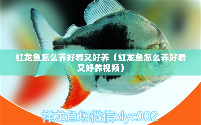 紅龍魚怎么養(yǎng)好看又好養(yǎng)（紅龍魚怎么養(yǎng)好看又好養(yǎng)視頻）