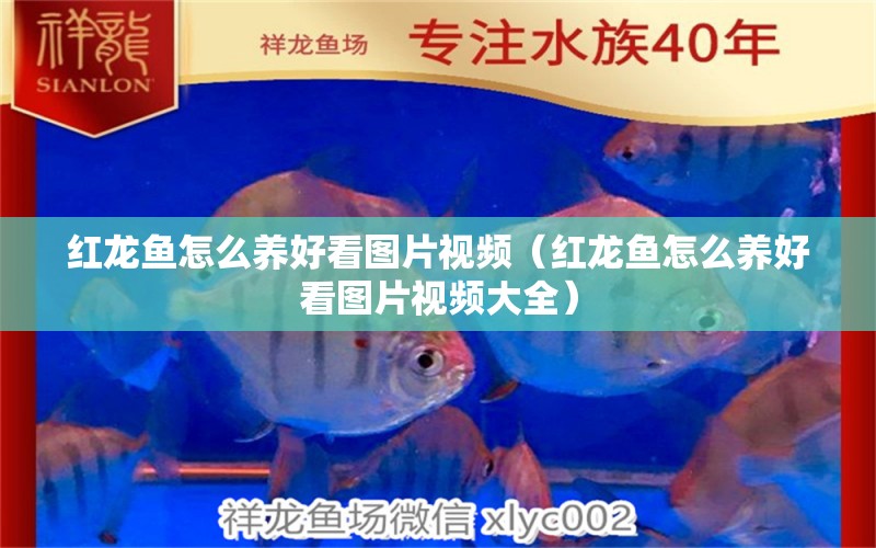 紅龍魚(yú)怎么養(yǎng)好看圖片視頻（紅龍魚(yú)怎么養(yǎng)好看圖片視頻大全） 龍魚(yú)百科